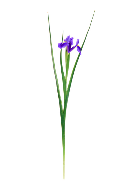 close-up view of beautiful blooming iris flower isolated on white  - Φωτογραφία, εικόνα