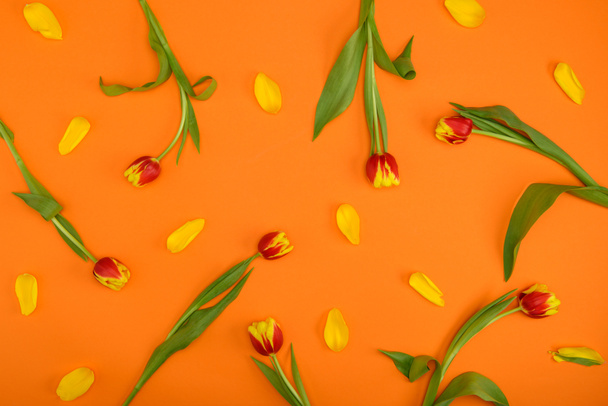 top view of beautiful tulip flowers with petals on orange background - Фото, изображение