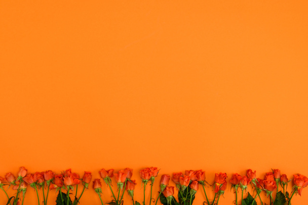 beautiful blooming roses with green leaves on orange background - Фото, зображення