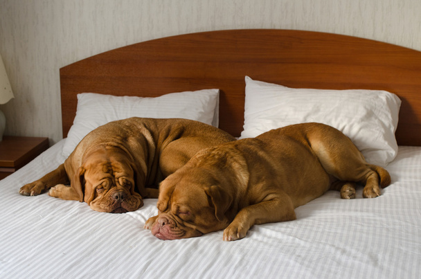 Dogue De Bordeaux couple in the bed - Foto, Imagem