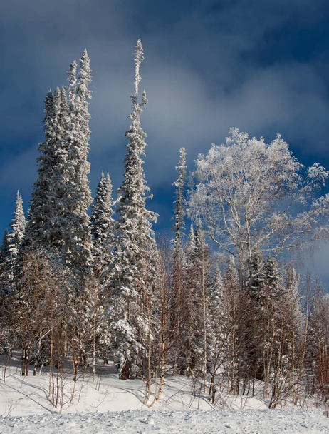 Росія. На південь від Західного Сибіру. Морозний Світанок у гори Shoria. - Фото, зображення