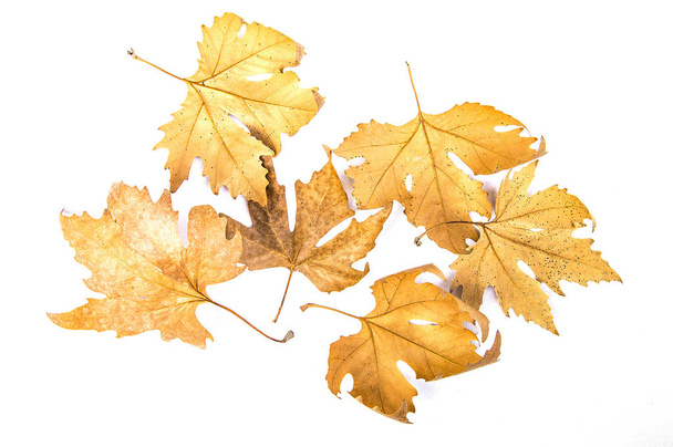 hojas secas, hojas secas de árboles sobre un fondo blanco, hojas secas decorativas con fondo blanco
 - Foto, Imagen