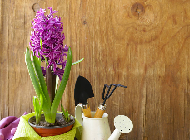 домашнє озеленення - квіти і трави, інструменти і рослини
 - Фото, зображення