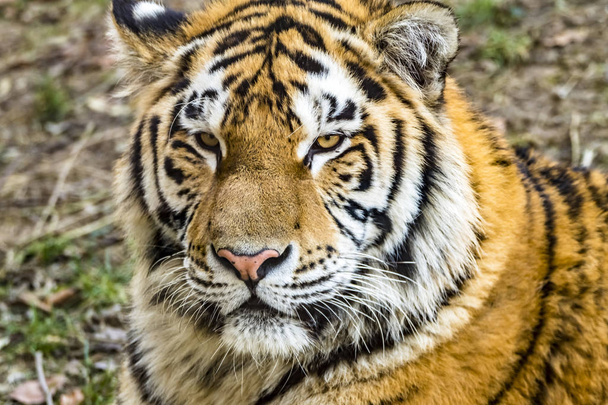 Primer plano del tigre siberiano
 - Foto, imagen