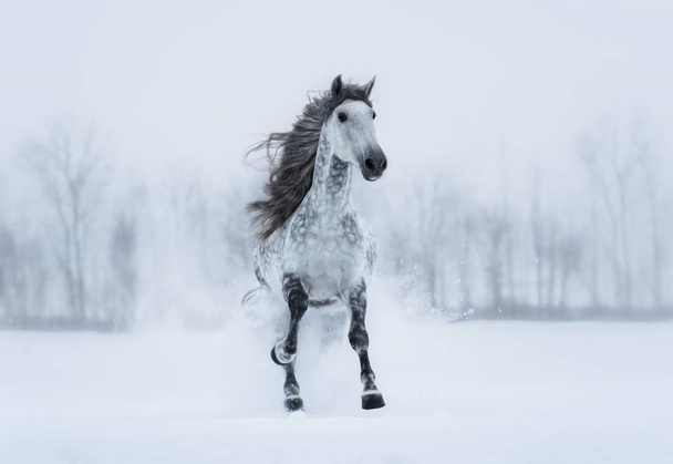 Winter overcast landscape with galloping grey long-maned horse. - Foto, Imagen