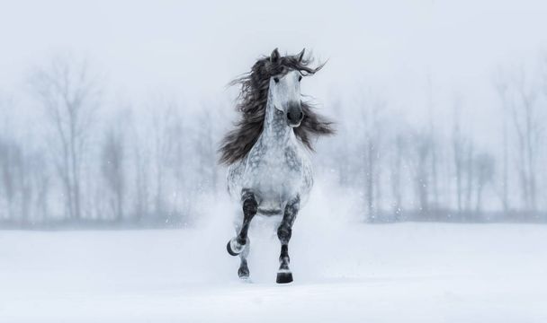 Winter cloudy landscape and runnig grey long-maned stallion - Fotoğraf, Görsel