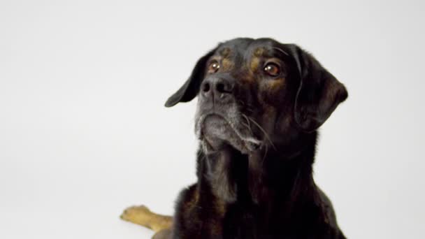 Hundefang-Leckerbissen - Filmmaterial, Video