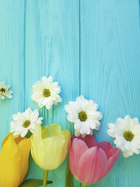 青い木製の背景に菊の美しいチューリップ - 写真・画像