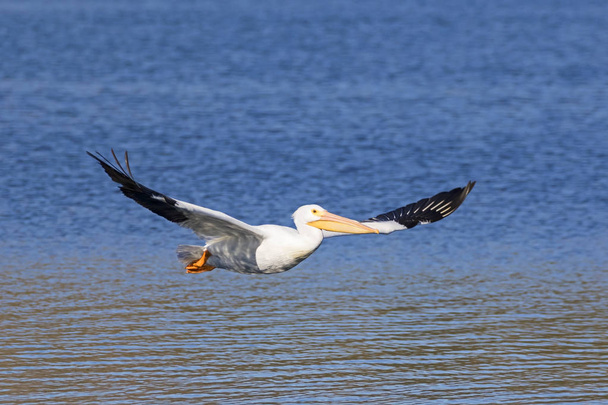 Pelikán bílý pták plachtění na jezeře San Diego - Fotografie, Obrázek