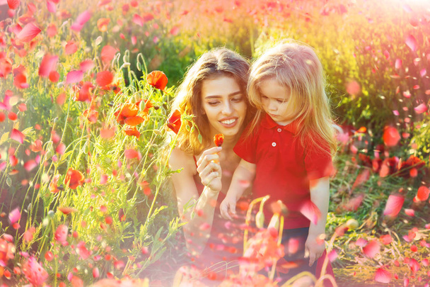 牧草地、赤いケシの花の花 - 写真・画像