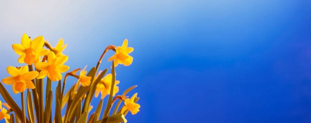 Narcissus kukkia lähikuva, sininen taivas tausta, kopioi tilaa, banneri
 - Valokuva, kuva