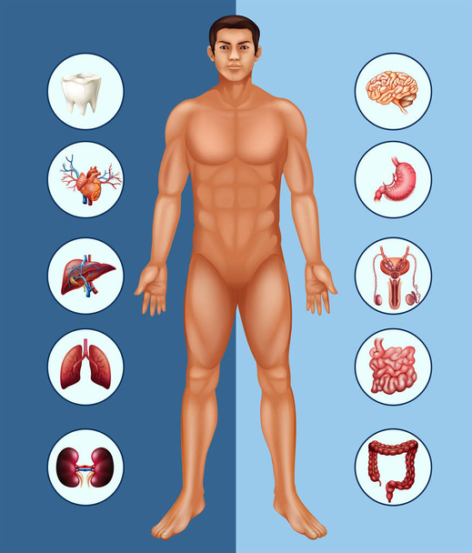 人間の男と別の臓器を示す図 - ベクター画像