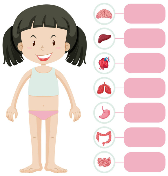 Little girl and different parts of body - Vector, Image