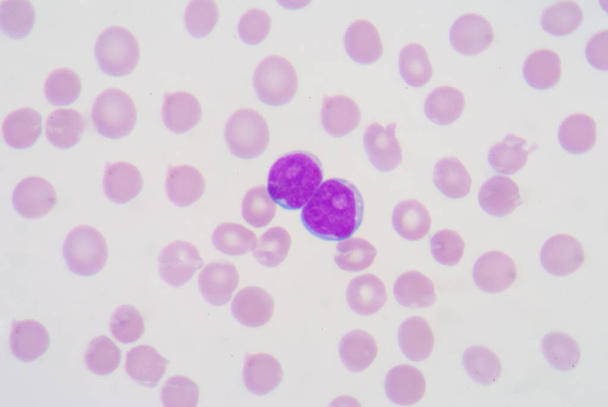 blood cells in filed. - Photo, Image