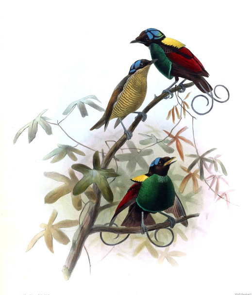 Een monografie van de Paradiseidae of de vogels van het paradijs. - Foto, afbeelding