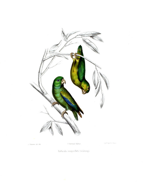 Illustration of a parrot. Iconographie des perroquets : non figures dans les publications de Levaillant et de M. Bourjot Saint-Hilaire - Foto, afbeelding