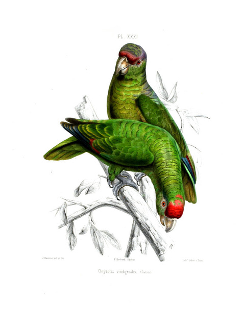 Illustration of a parrot. Iconographie des perroquets : non figures dans les publications de Levaillant et de M. Bourjot Saint-Hilaire - Foto, afbeelding