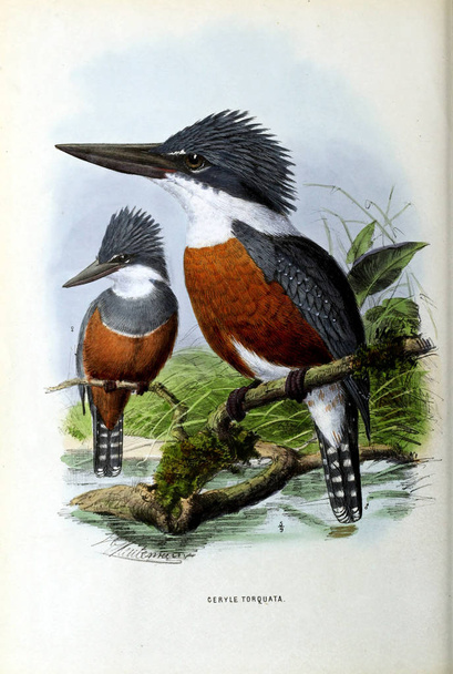 Una vecchia immagine. Illustrazione di un uccello esotico
. - Foto, immagini