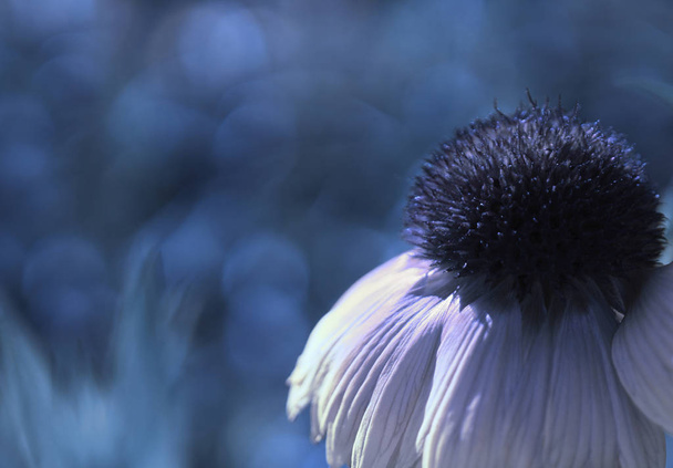 Una flor blanco-azul sobre un fondo borroso bokeh azul. Primer plano. Fondo floral. Foco suave. Naturaleza
. - Foto, Imagen
