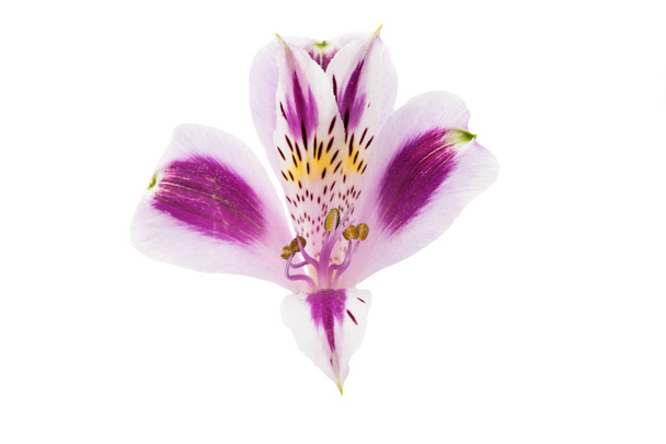 Alstroemeria ізольовані
  - Фото, зображення