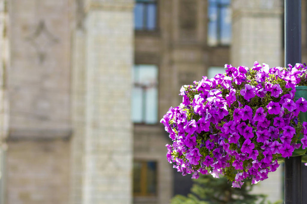Beautiful purple flowers in flower pot on the street lamp post pole in the city - Photo, Image