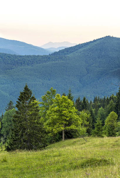 Κάθετη εικόνα καταπράσινο δάσος και τα βουνά γαλάζια. C - Φωτογραφία, εικόνα