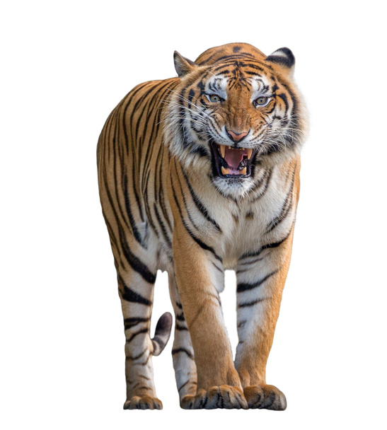 Tigre rugiendo aislado sobre fondo blanco
. - Foto, imagen