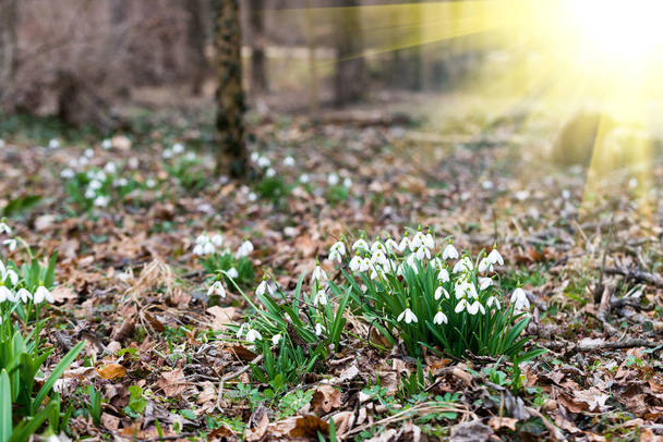 valkoinen lumi pisara kukkia keväällä metsässä
 - Valokuva, kuva