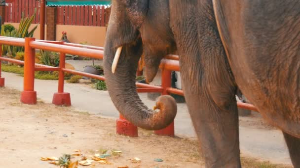 Ο ελέφαντας τρώει ανανά από το έδαφος. Ο ελέφαντας αγγίζει τα χόρτα μακρύ κορμό - Πλάνα, βίντεο