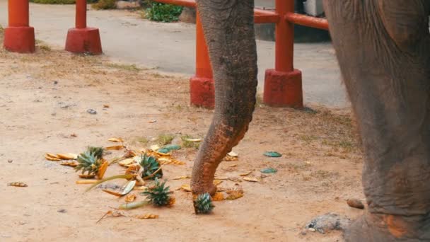 El elefante come piña del suelo. El elefante toca los largos troncos verdes
 - Metraje, vídeo