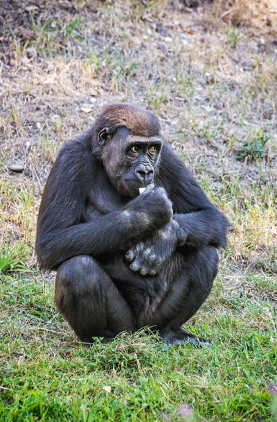 Gorille des plaines de l'Ouest mange
 - Photo, image