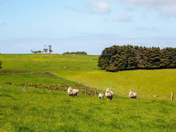 green grass with herds of sheep - 写真・画像