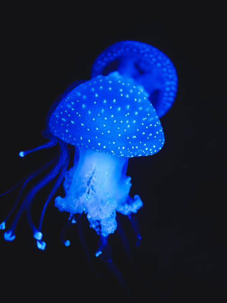 blue jellyfish on deep water. lisbon oceanarium - Foto, imagen
