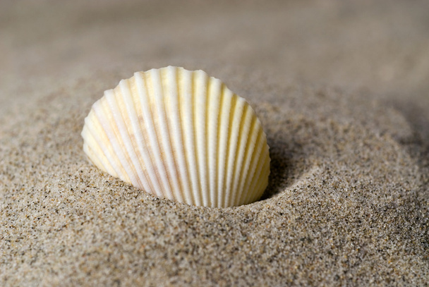 Shell in the sand - Valokuva, kuva