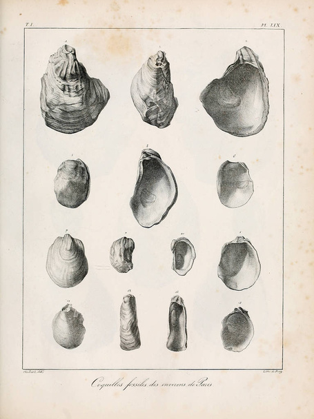 Ilustrace skořápek. Popis des coquilles fossiles des environs de Paris - Fotografie, Obrázek