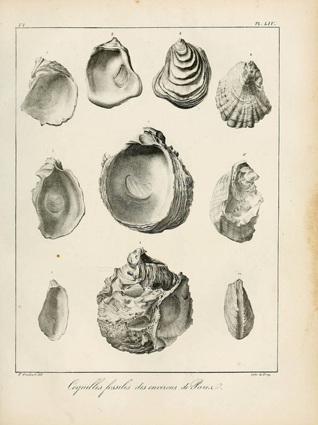 Ilustrace skořápek. Popis des coquilles fossiles des environs de Paris - Fotografie, Obrázek