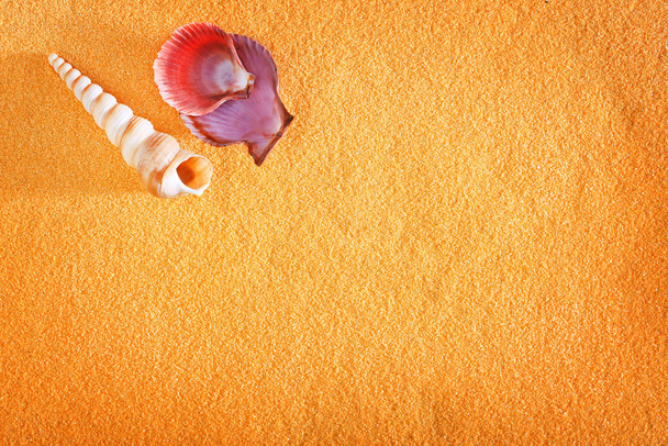 Areia amarela, conchas na areia amarela
 - Foto, Imagem
