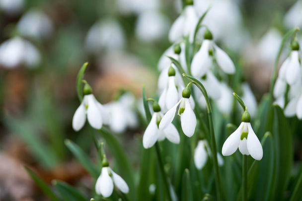 blanco flores de la gota de nieve en primavera, enfoque selectivo
 - Foto, Imagen