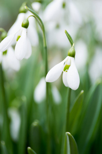 λευκό λευκόιο λουλούδια άνοιξη, επιλεκτική εστίαση - Φωτογραφία, εικόνα