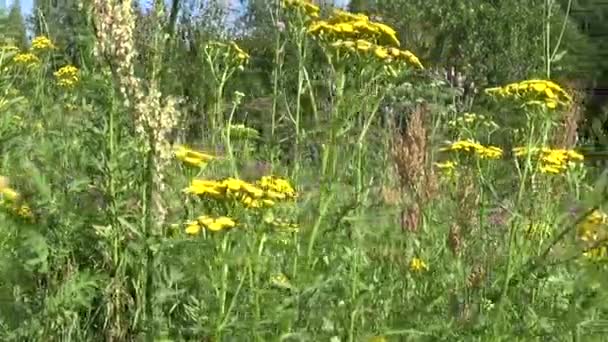 Orvosi gyógynövény növény Tansy Tanacetum vulgare nyáron - Felvétel, videó