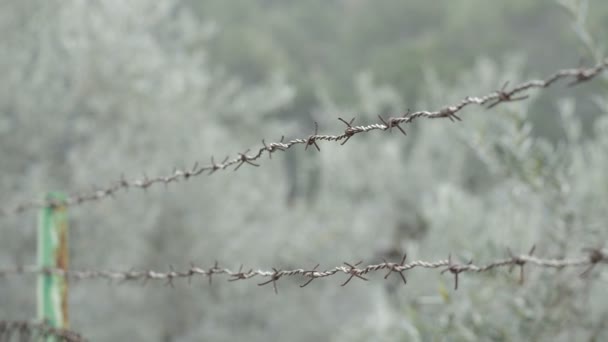 Cerca de alambre de púas oxidado con espinas y espinas moviéndose en un bosque
 - Metraje, vídeo