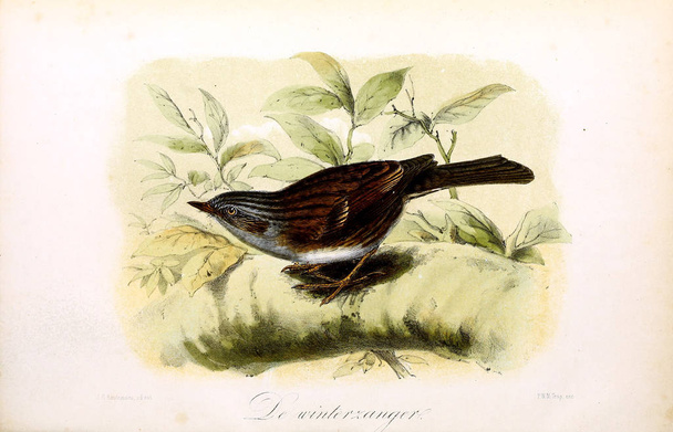 Egy madár illusztrációja. Onze vogel in huis en tuin - Fotó, kép