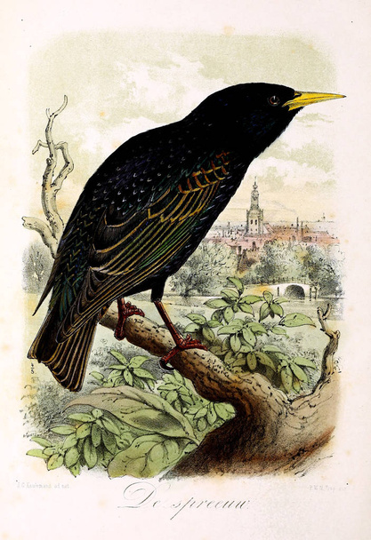 Egy madár illusztrációja. Onze vogel in huis en tuin - Fotó, kép