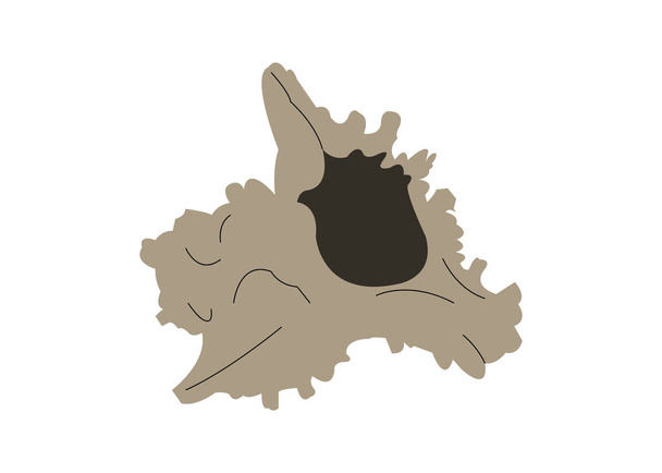 Seashell vettore cartone animato linea arte silhouette illustrazione
 - Vettoriali, immagini