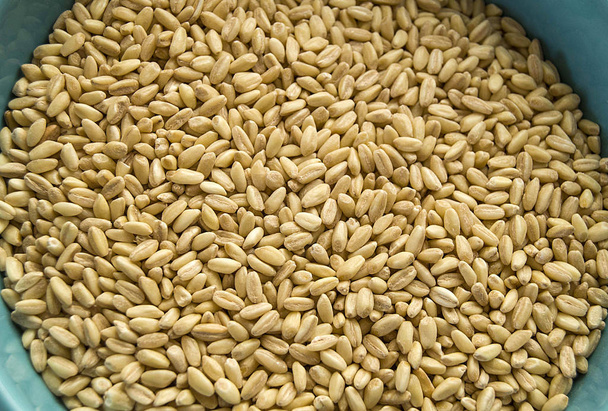 peeled wheat grains, wheat grains used to make soup in turkey - Fotografie, Obrázek