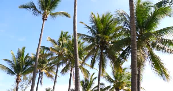 Palmen, sonniges tropisches Urlaubswetter mit blauem Himmel - Filmmaterial, Video