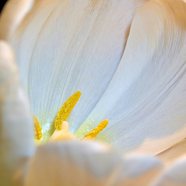    Цвіт білого тюльпана навесні
                             - Фото, зображення