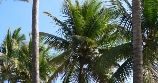 Palm trees, sunny tropical holiday weather with blue sky - Footage, Video