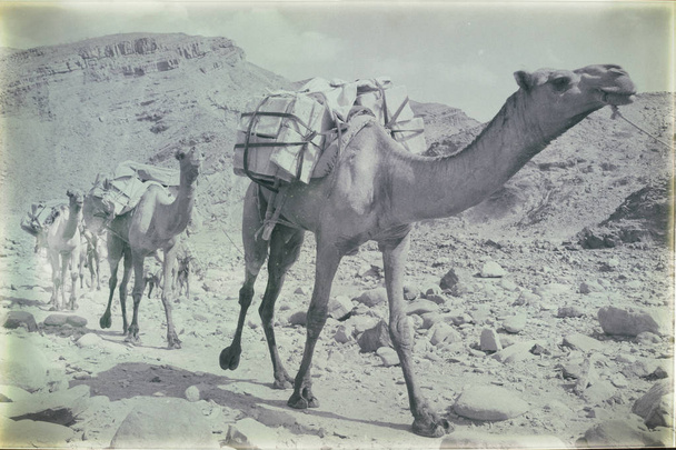 black and white picture of caravan with camels going through desert in Danakil, Ethiopia, Africa - Photo, Image