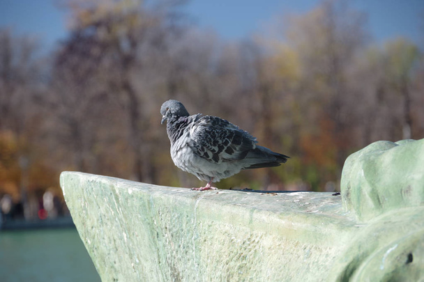 Vie sauvage dans le parc Retiro, pigeon, Madrid, Espagne
 - Photo, image